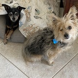 Entry image for Ziggy & Phoebe