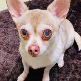 Entry image for Cuddles