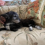 Entry image for Toby