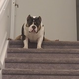 Entry image for Tyson