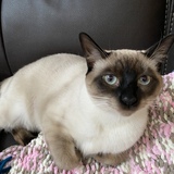 Entry image for Marshmallow 