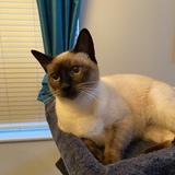 Entry image for Cookie 