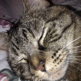 Entry image for Lacey 