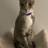 Entry image for Skye Parrigin