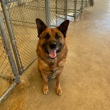 Entry image for Samson -long term resident of APR 