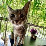 Entry image for Fairy