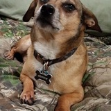 Entry image for Griffin 