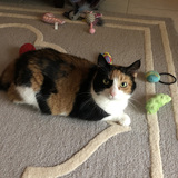 Entry image for Polly