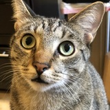 Entry image for Midget 