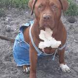 Entry image for Mr.Potato Head