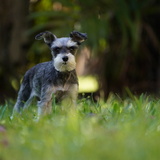 Entry image for LillyPad