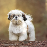 Entry image for Chino