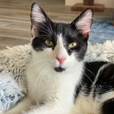 Entry image for Miso