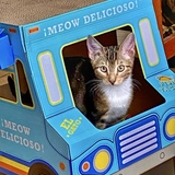 Entry image for Rascal