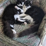 Entry image for Kimchi & Mochi (sisters adopted as bonded pair)