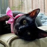 Entry image for Delta