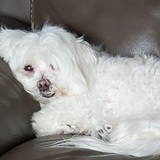 Entry image for Charlie