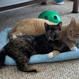 Entry image for Sprout and Snickers