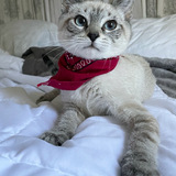 Entry image for Kioshi 