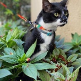 Entry image for Casanova 