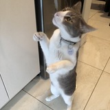 Entry image for Maxwell