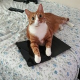 Entry image for Chickie