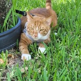 Entry image for Blaze