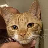 Entry image for Mango/Cornbread