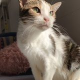 Entry image for Chit Chat