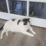 Entry image for Cowboy and Panda