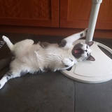 Entry image for Myles (formally Emerald)