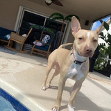 Entry image for Dylan