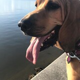 Entry image for HARLEY 