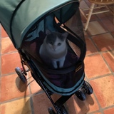 Entry image for Precious 