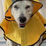 Entry image for Nitro (formerly Annabelle)