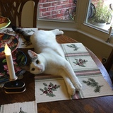 Entry image for Cosmo