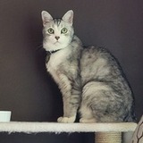 Entry image for Scooter "Patooter"