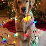 Entry image for Stella