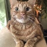 Entry image for Wigglesaurus