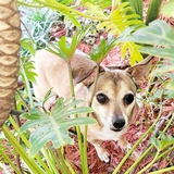 Entry image for Griffin 