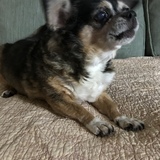 Entry image for Molly 