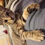 Entry image for Ziggy