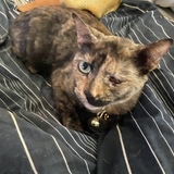 Entry image for Luna