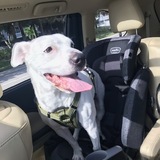 Entry image for Peanut