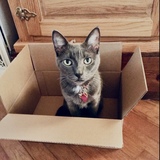 Entry image for SHADOW  (APR name  Jimi)