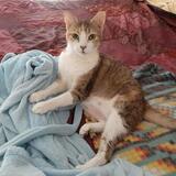 Entry image for Nila