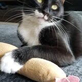 Entry image for Turks