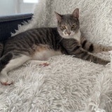 Entry image for Ambrose 