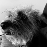 Entry image for Ziggy 