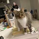 Entry image for Baloo and Lonessa